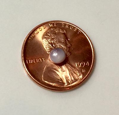 Blue Mussel Saltwater Pearl - Lavender & Purple