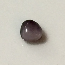 Blue Mussel Saltwater Pearl Purple