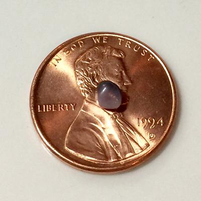 Blue Mussel Saltwater Pearl Purple