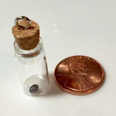 Blue Mussel Saltwater Pearl Purple