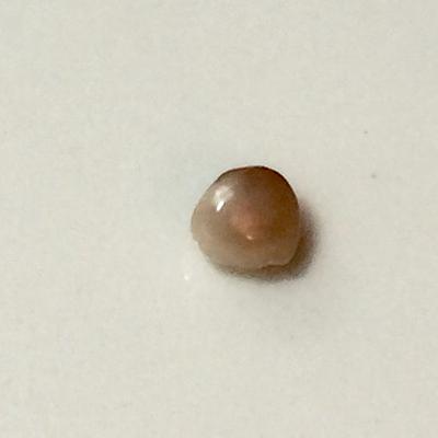 Blue Mussel Saltwater Pearl Shades of Lavender