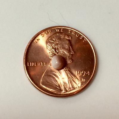 Blue Mussel Saltwater Pearl Shades of Lavender