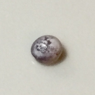 Blue Mussel Saltwater Pearl - Variegated Coloring