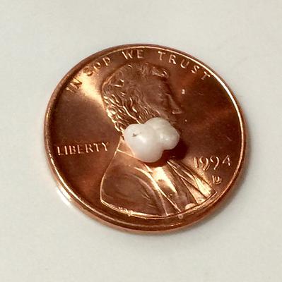 Blue Mussel Saltwater Pearl White Baroque