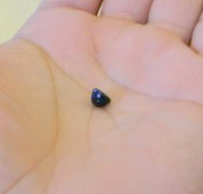 Blue Mussel Pearl from Hudson Strait in Northern Quebec Blue Mussel Pearl from Hudson Strait in Northern Quebec