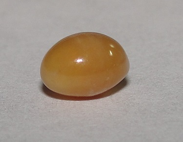 Brown Conch Pearl Oval 6mm for Sale