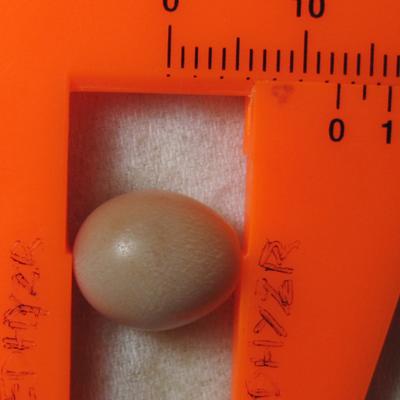 Cassis pearl 10.5cts drop