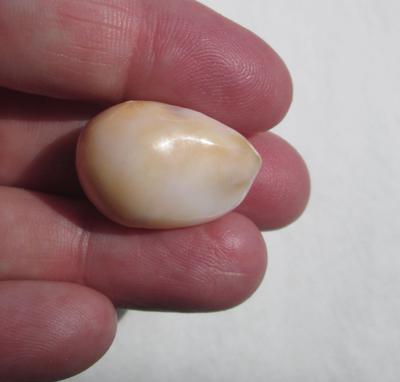 Cassis Pearl 42 carats 24mm Baroque Drop Shape
