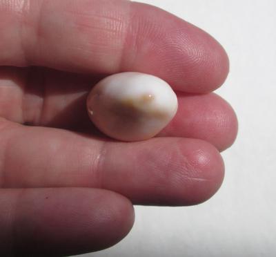 Cassis Pearl 42 carats 24mm Baroque Drop Shape