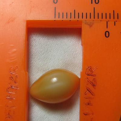 8.5 x 13mm Cassis Pearl