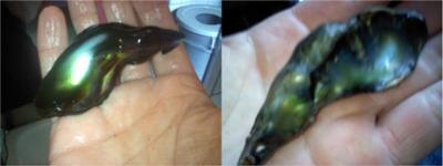 Large Abalone Pearl -- Celestial Sky