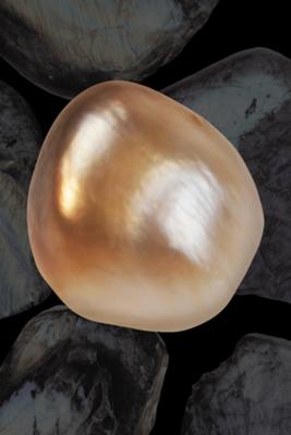 17 carat natural pteria penguin pearl