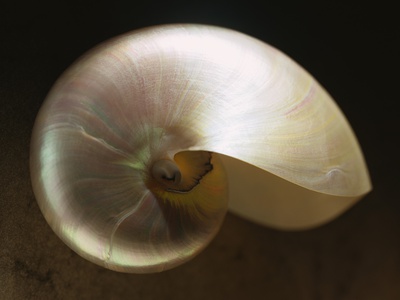 chambered nautilus