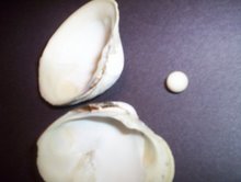Cherrystone Pearl