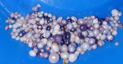 Chezzetcook (Halifax) pearls