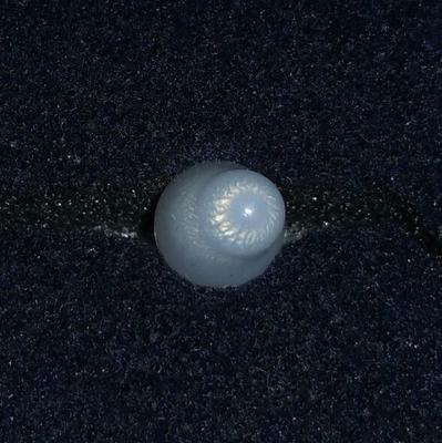 Clam Pearl 1.9 ct 9mm Strong Flame