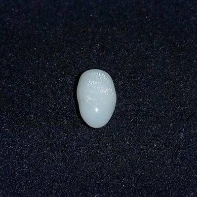 Clam Pearl 1 ct with Flame