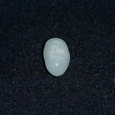 Clam Pearl 1 ct with Flame