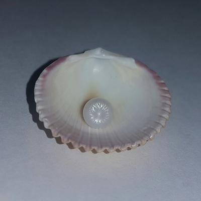 Clam Pearl 1.2 ct with Flame