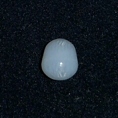 Clam Pearl  1.3 ct with Strong Flame