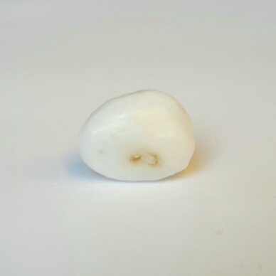 Clam Pearl 13.8 ct 15.25mm