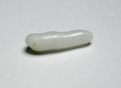 Clam Pearl 15+mm Elongated Shape
