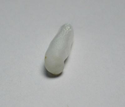 Clam Pearl 15+mm Elongated Shape