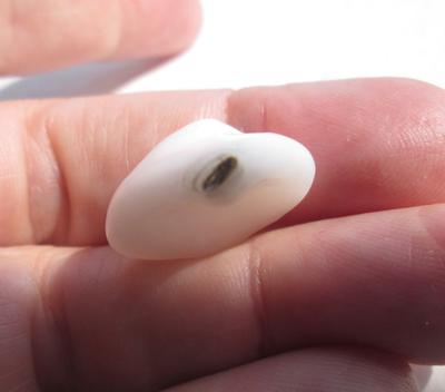 Clam Pearl 21+ carats for Sale 