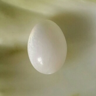 Clam Pearl 21.3 ct