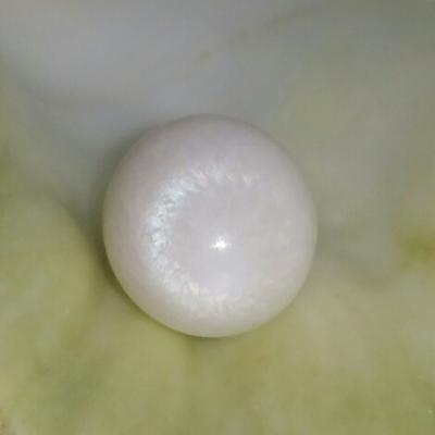 Clam Pearl 21.3 ct