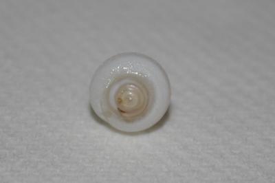 3.35 ct clam pearl