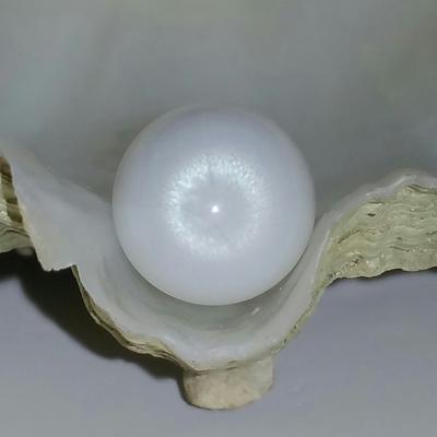 Clam Pearl 27.55 ct