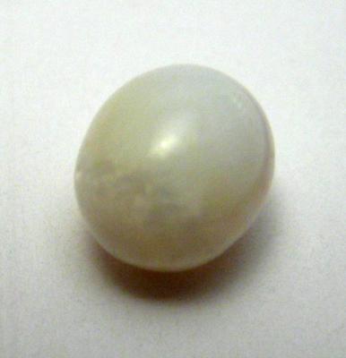 Clam Pearl 