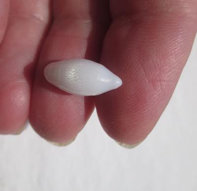 Clam Pearl 4+ carats Oval Drop 15mm with Flame for Sale