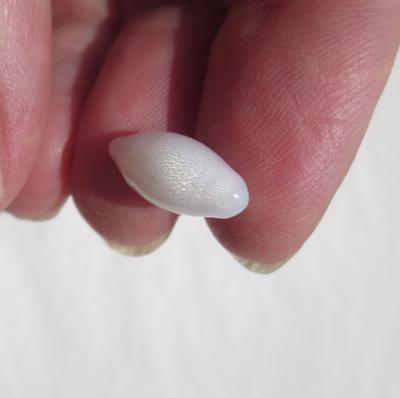 Clam Pearl 4+ carats Oval Drop 15mm with Flame for Sale