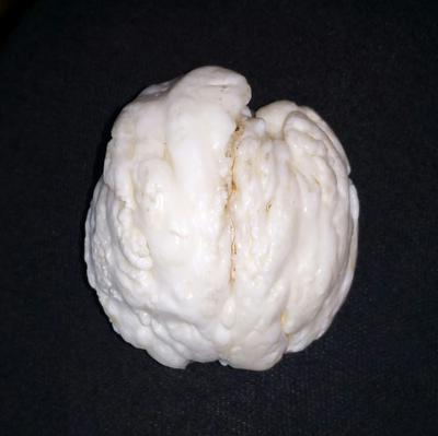 Clam Pearl 490 ct Unique 53mm Collector's Pearl