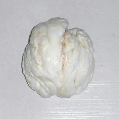 Clam Pearl 490 ct Unique 53mm Collector's Pearl