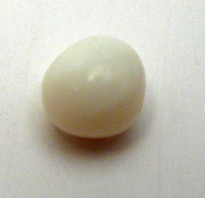 4.1 carat clam pearl
