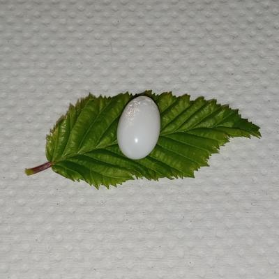 Clam pearl 6+ ct Oval 13mm with Flame 