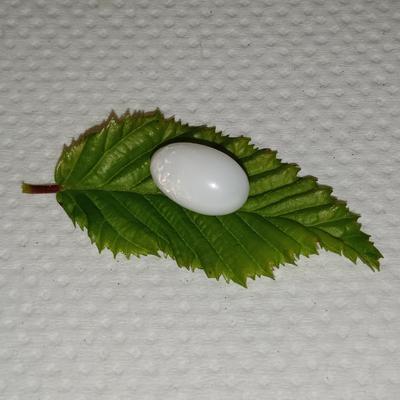 Clam pearl 6+ ct Oval 13mm with Flame 