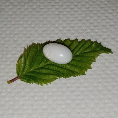 Clam pearl 6+ ct Oval 13mm with Flame 