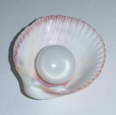 Clam Pearl 7.45 ct with Strong Flame 
