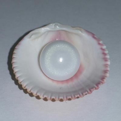Clam Pearl 7.45 ct with Strong Flame 