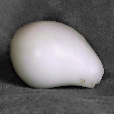 Clam Pearl 76.35 carats