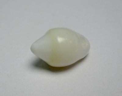 Clam Pearl 9 carats 15mm Symmetrical