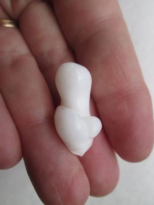 Clam Pearl Baroque Quirky Shaped Pearl 25+ carats 37mm 