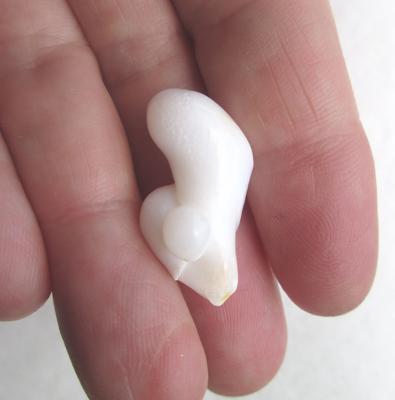 Clam Pearl Baroque Quirky Shaped Pearl 25+ carats 37mm 