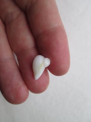 Clam Pearl Bird Shaped 4+ carats 12mm for Sale