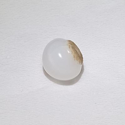 Clam Pearl Button 6+ ct 
