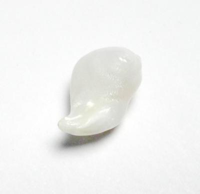 Clam Pearl Curled Baroque 12mm with Flame